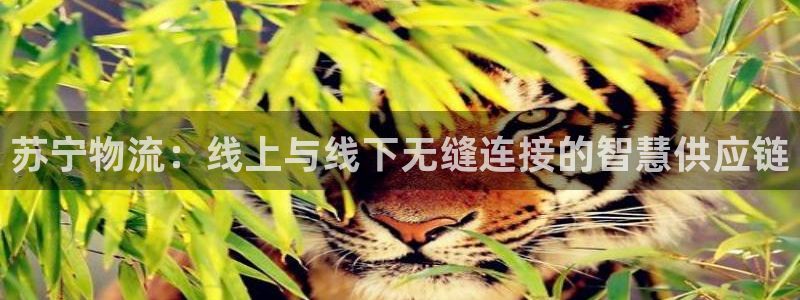 超凡国际预测加拿大：苏宁物流：线上与